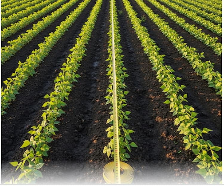 Proper beans spacing in Kenya with 45 cm row gaps and 15 cm plant intervals