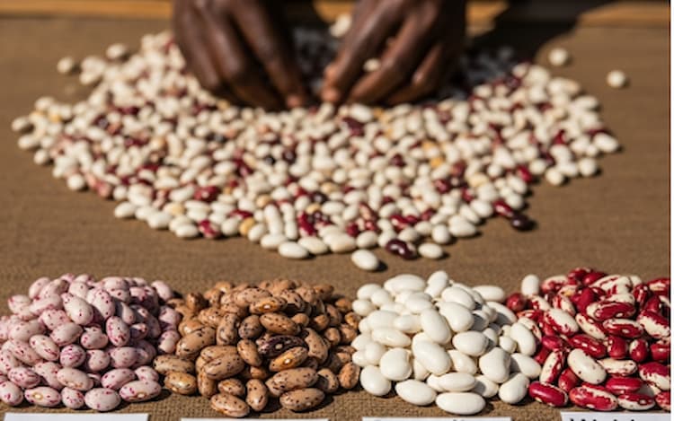 Different bean varieties in Kenya displayed for selection – high yielding beans varieties in Kenya