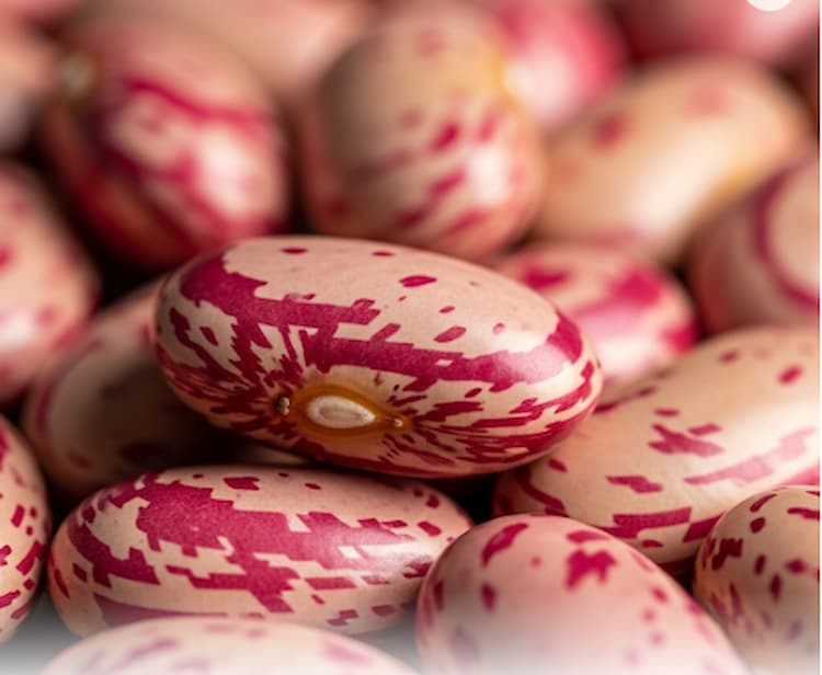 Rosecoco Beans Farming in Kenya – Complete 2025 Guide for High Yields and Profit - rosecoco beans image