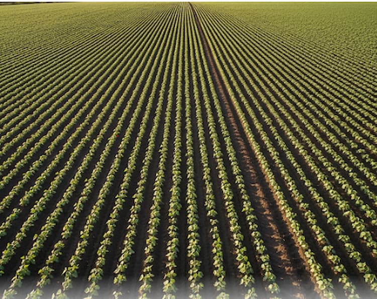 spacing of beans in Kenya